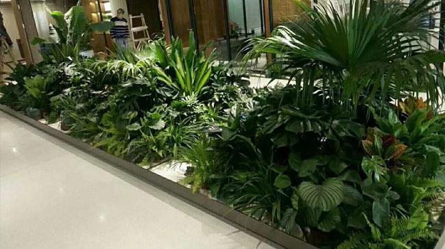 室内绿植租摆 大厅组合绿植盆栽造景案例